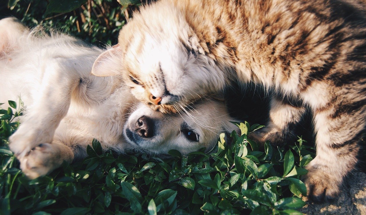 Quel produit pour le traitement des parasites pour chien et chat?